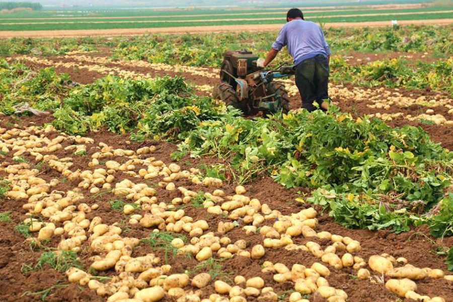 简述土豆的种植方法,以及种植过程中各个管理环节的