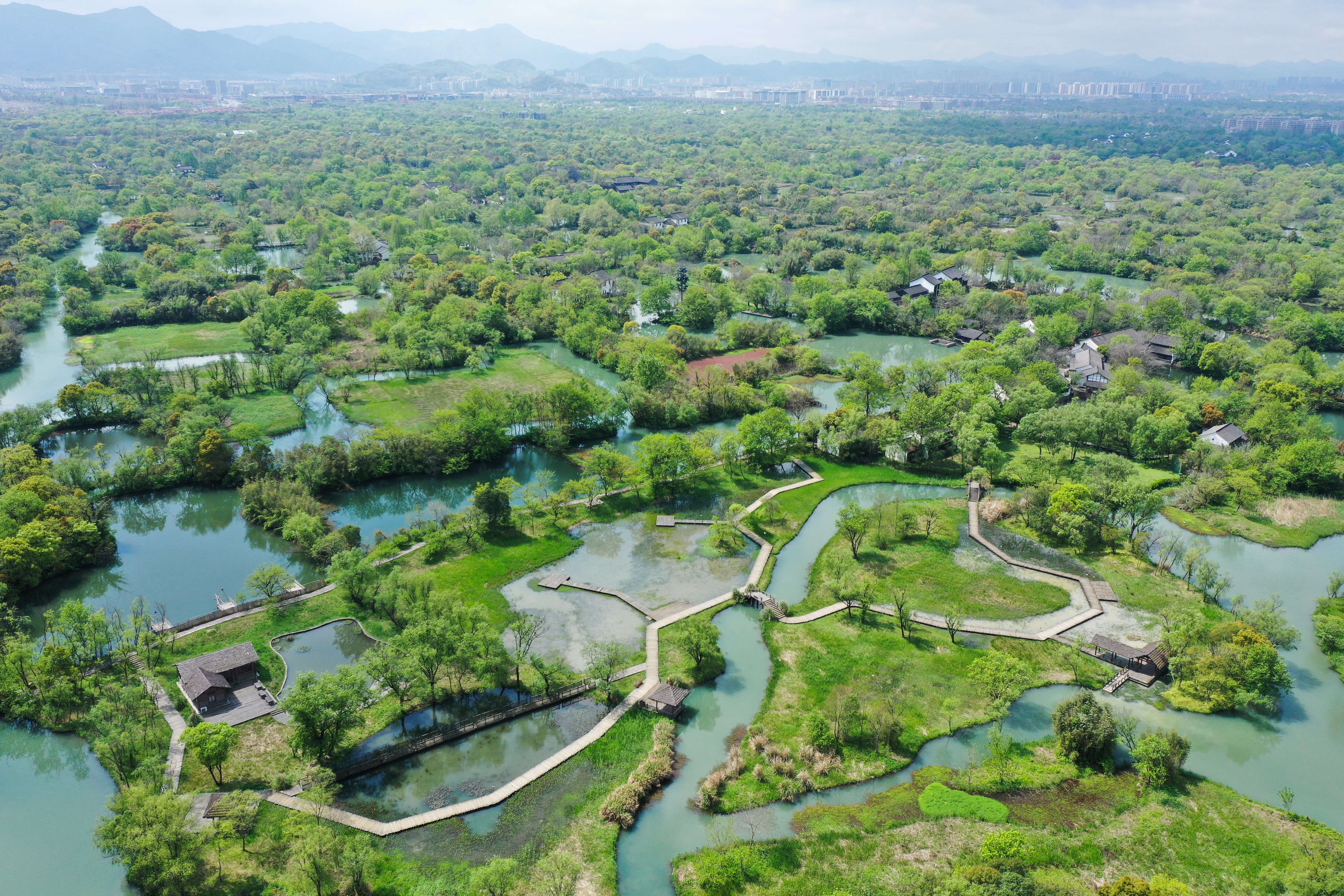 东台西溪湿地图片
