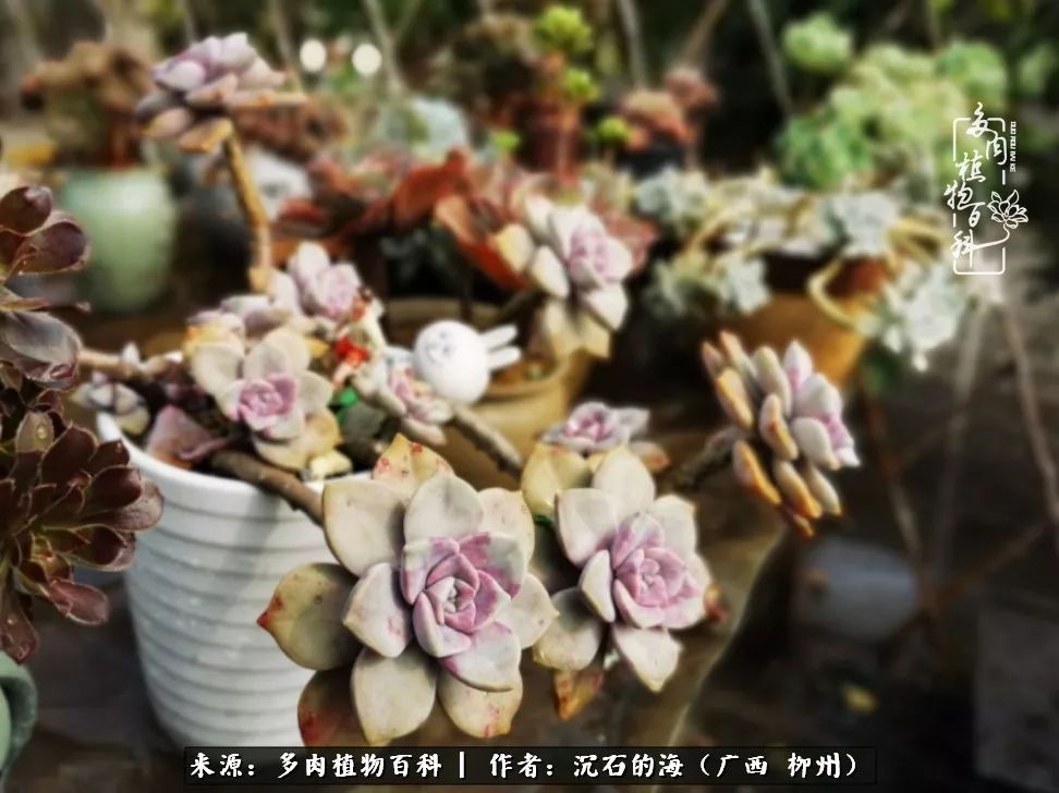 细数25种最省心最好养的多肉品种,露养家养随便养!