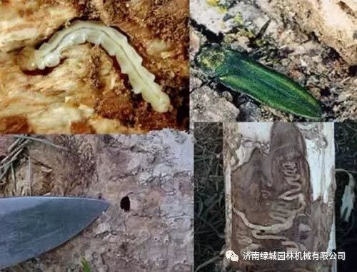 园林蛀干害虫防治专题——吉丁虫发生规律和防治技术-白蜡窄吉丁虫