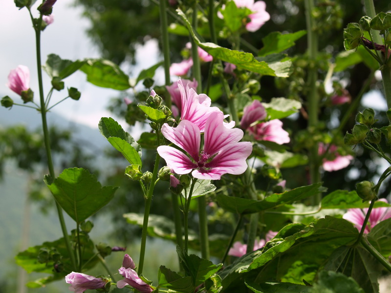 木剑锦葵8月29日生日花,8月29日生人性格分析