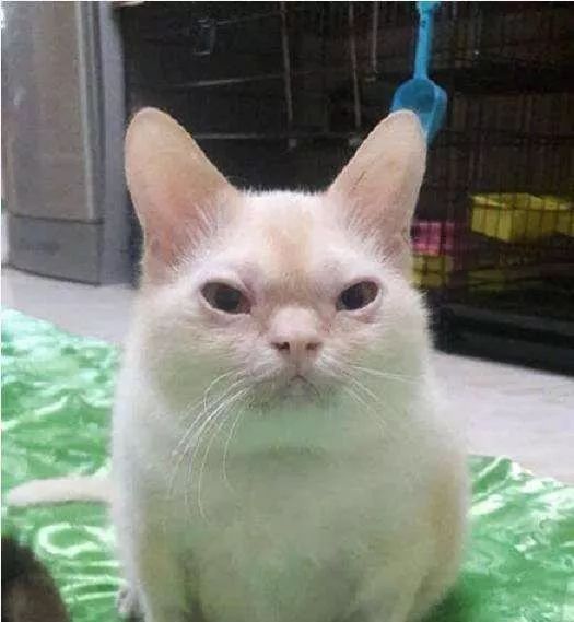 养了一只很丑的猫,是怎样的体验?