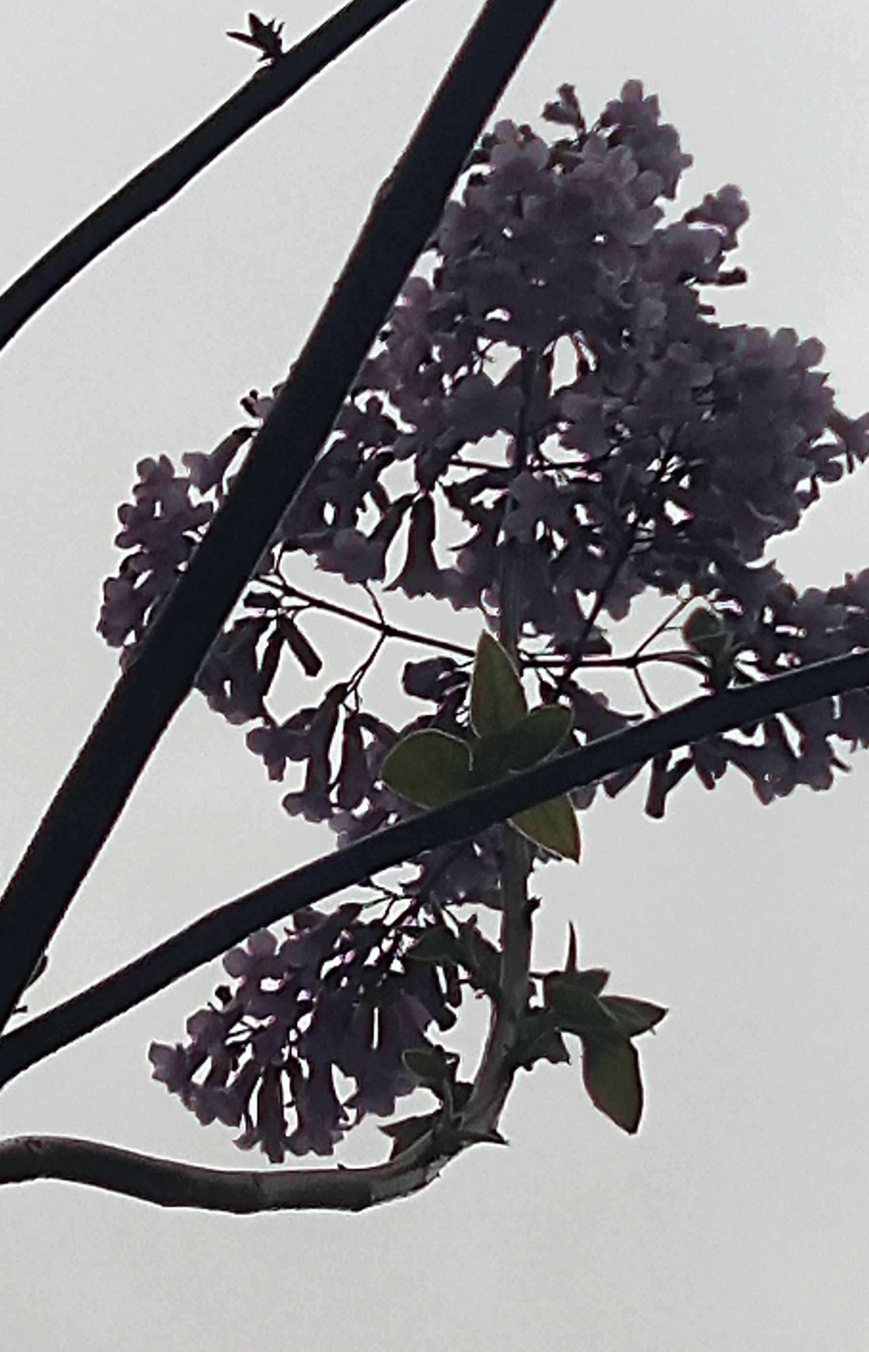 梧桐引凤,春风化雨