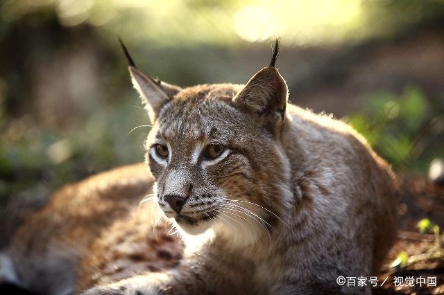 外形似猫的猞猁,你了解吗?