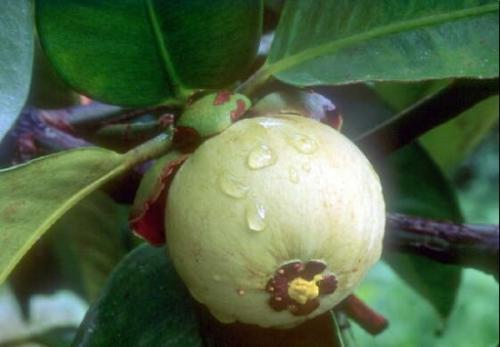 泰国人称它们是"夫妻果",一个至热一个至寒,夏天吃补养不上火