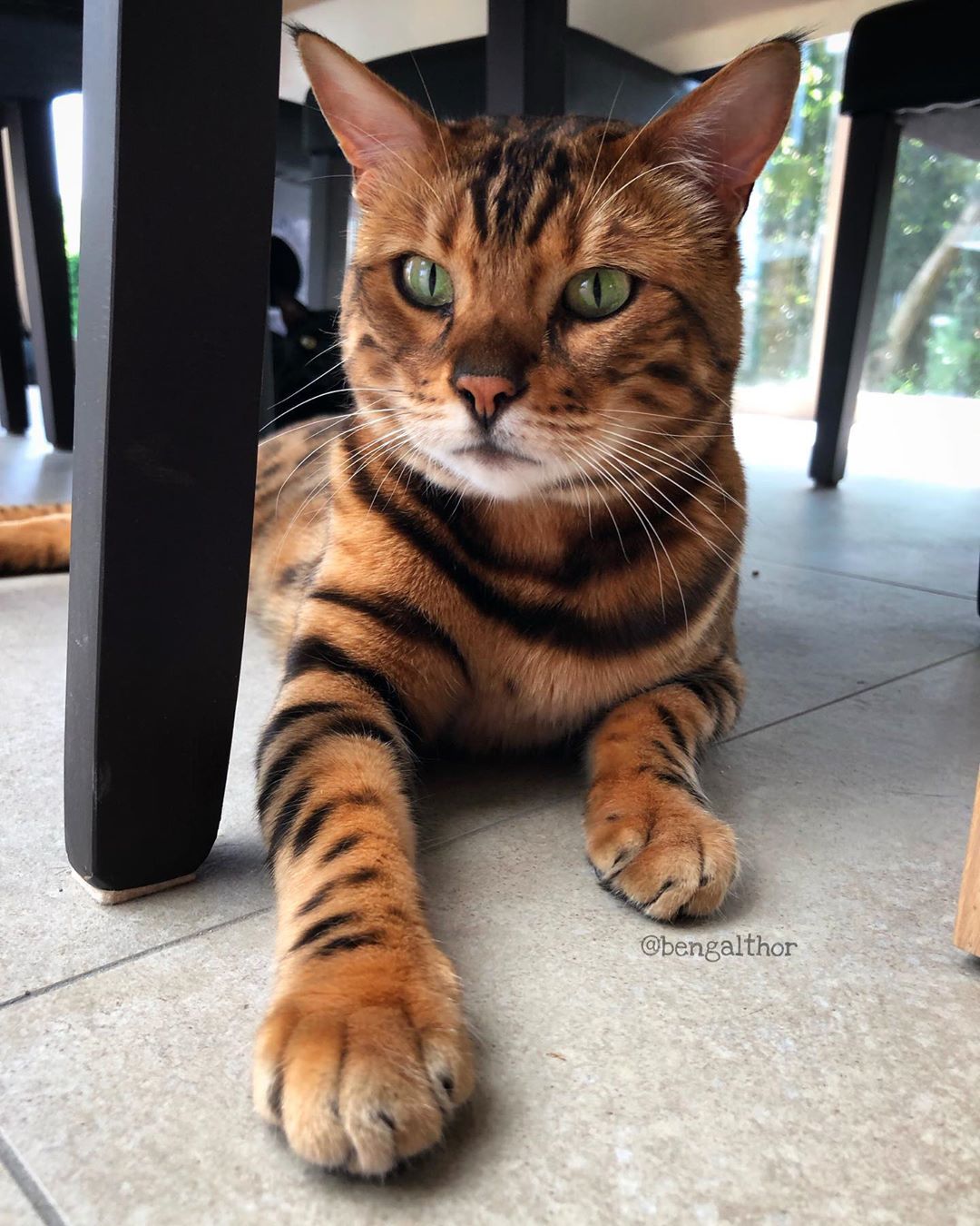 网红猫咪长得超像"小老虎",网友:一看就是大佬,惹不起惹不起