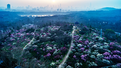 南京梅花山美景,高空俯瞰美不胜收,真想去当地看一看啊