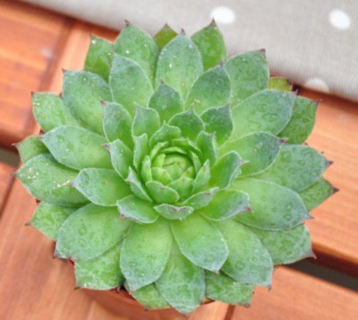 给新手花友发福利,非常好养护的多肉观音莲