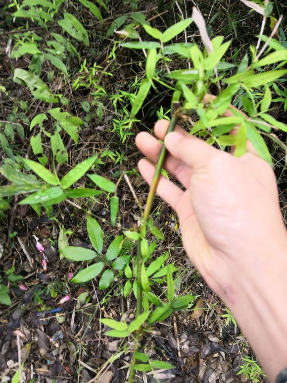 发现一丛稀有小叶刺竹,挖一节做竹根盆景如何?感觉会有惊喜呢!