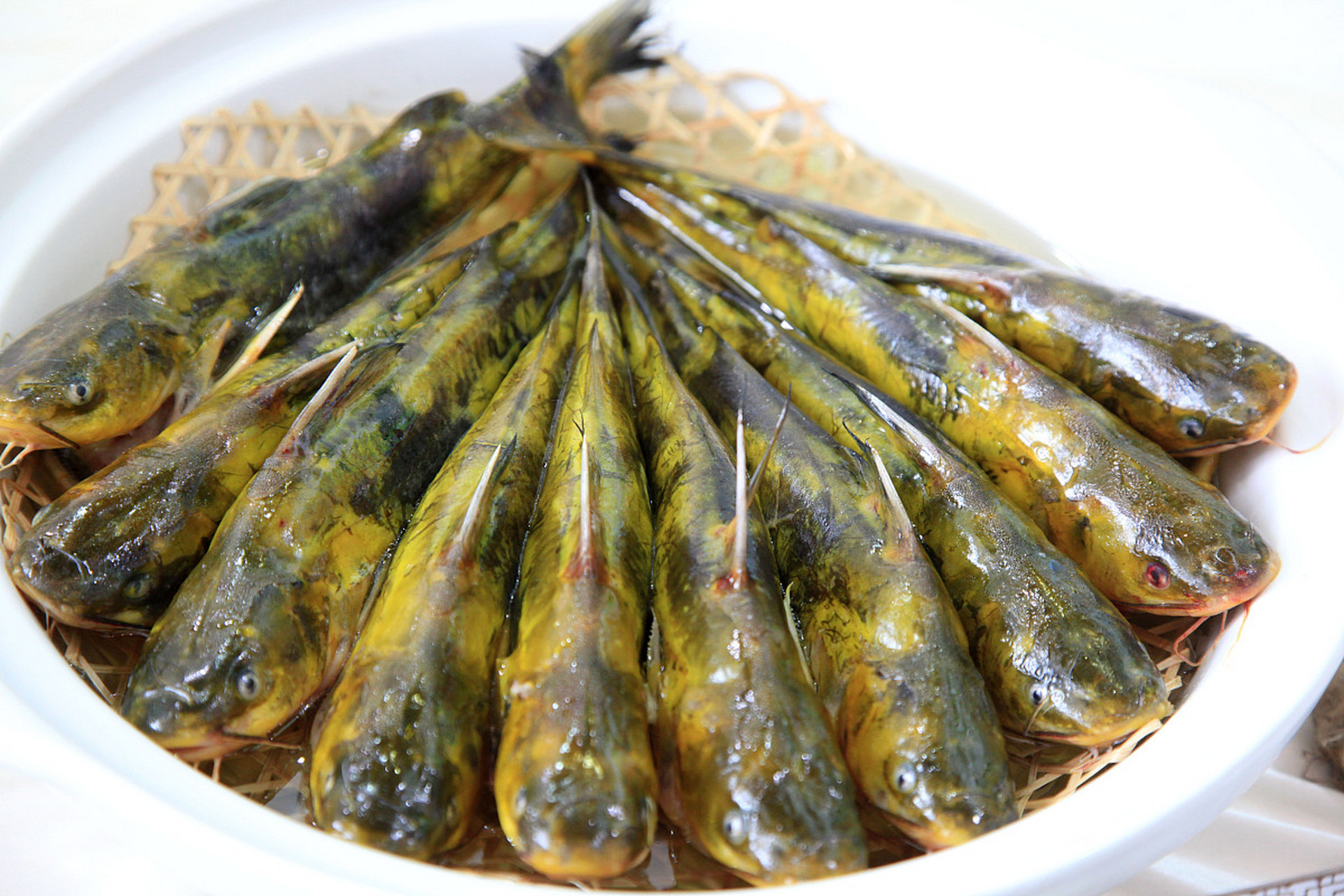 慢炖或快炒皆可烹饪出佳肴味道![原文:三角峰与黄辣丁,细微之差.