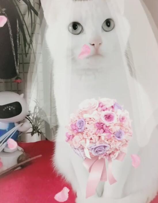 猫咪穿上婚纱之后,形象实在完美,被称为猫界女神
