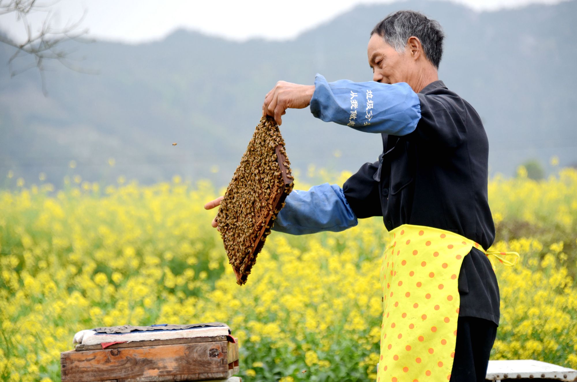 浙江仙居:三月春花放 放蜂采蜜忙