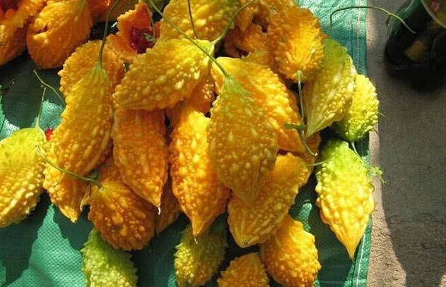 农村这种"山苦瓜",味道却很甜,营养很是丰富,农民请重视