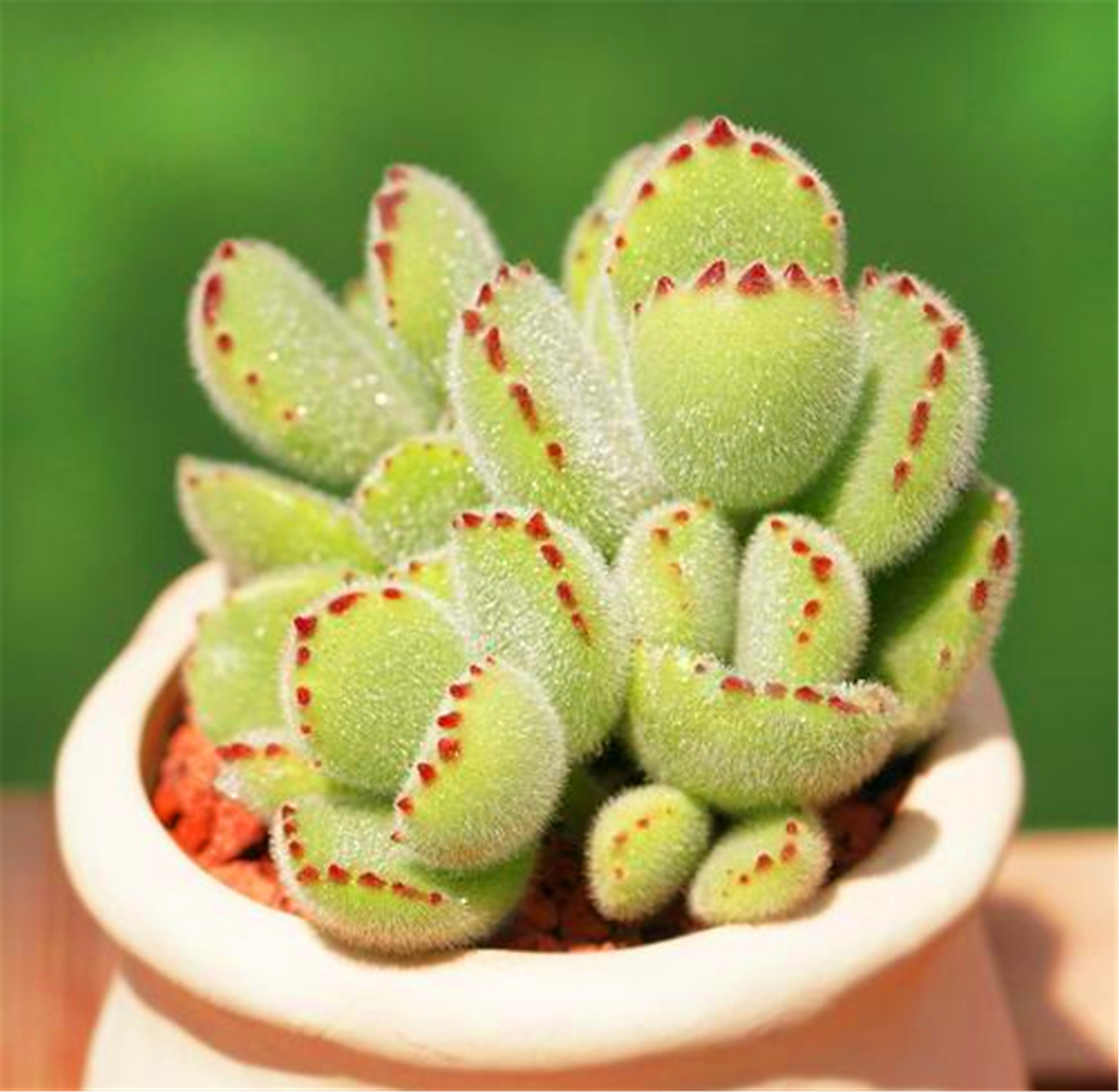 熊童子掉叶徒长?掌握四个方法,半年长成熊森林!