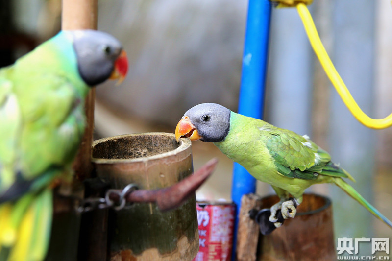 西双版纳放生71只国家二级保护野生动物鹦鹉鸟