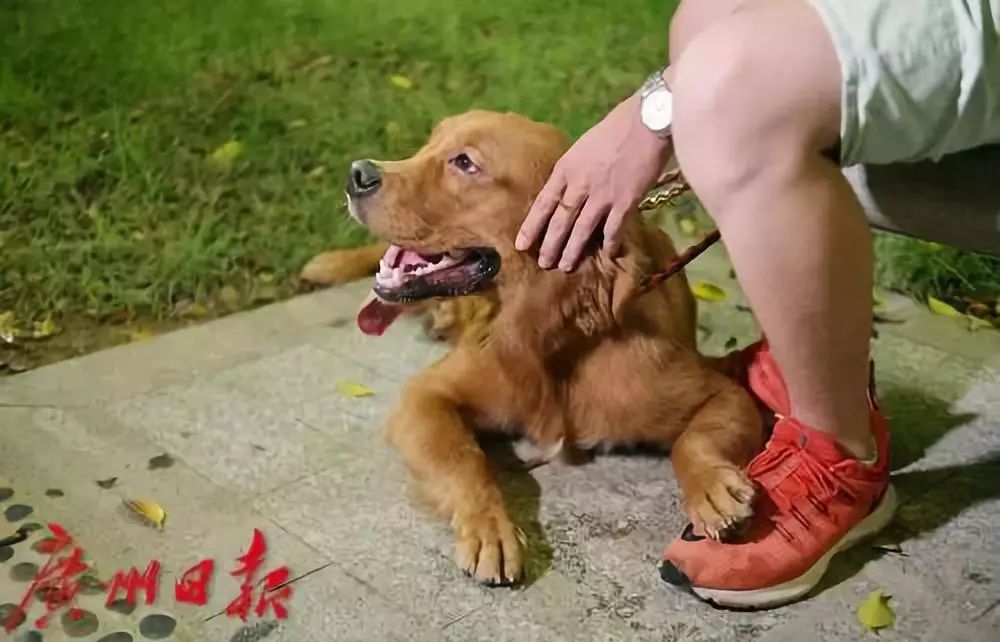 广州禁养犬种(广州禁养犬种有多少)