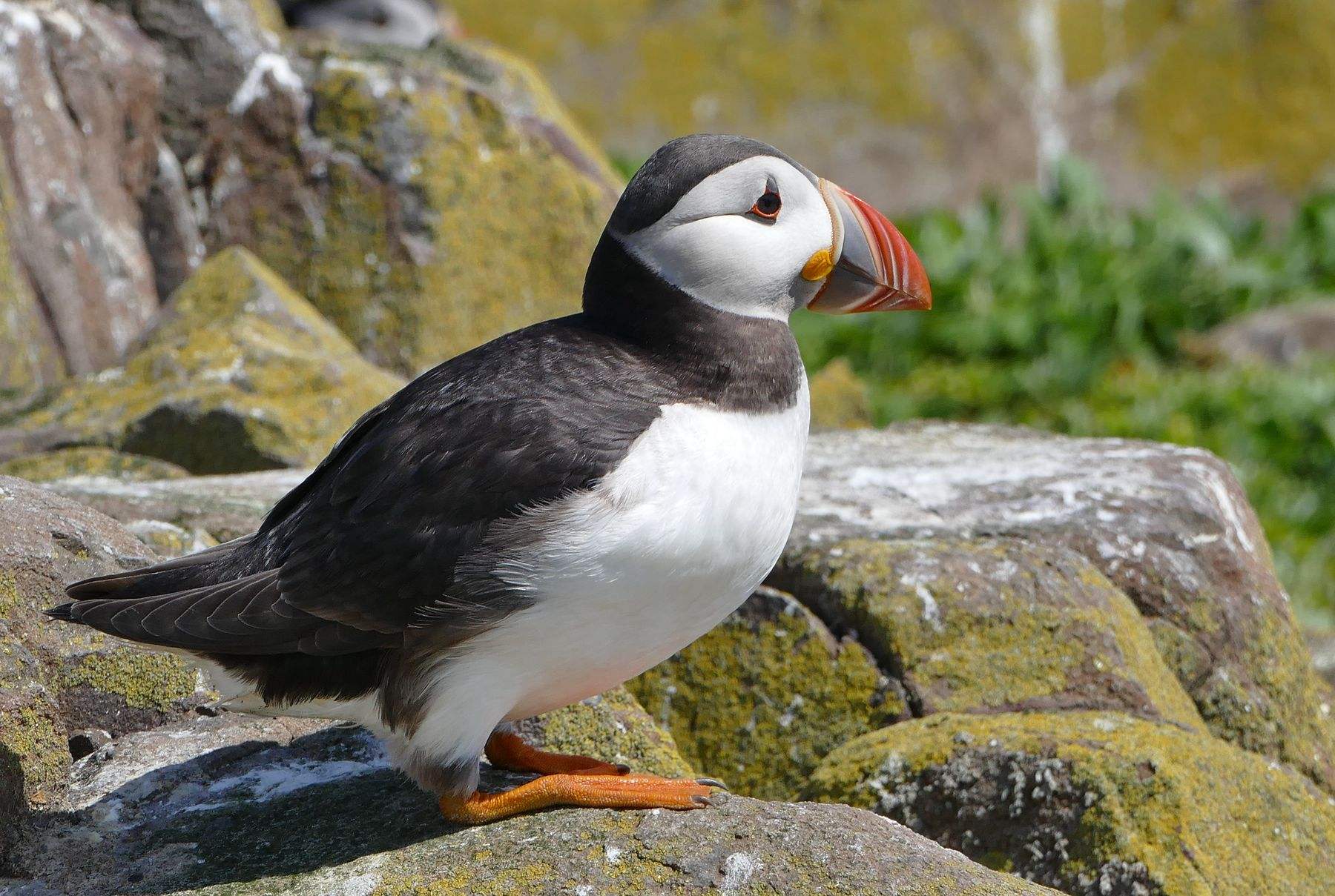 "国宝"因味道好,被本国人吃到濒危,中国网友:我们都下不了口