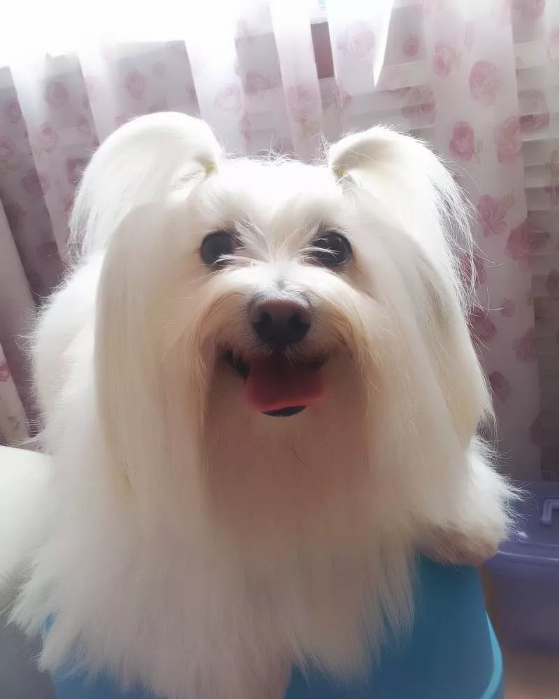 当狗子扎起丸子头,梳起辫子,美还跟你有啥关系