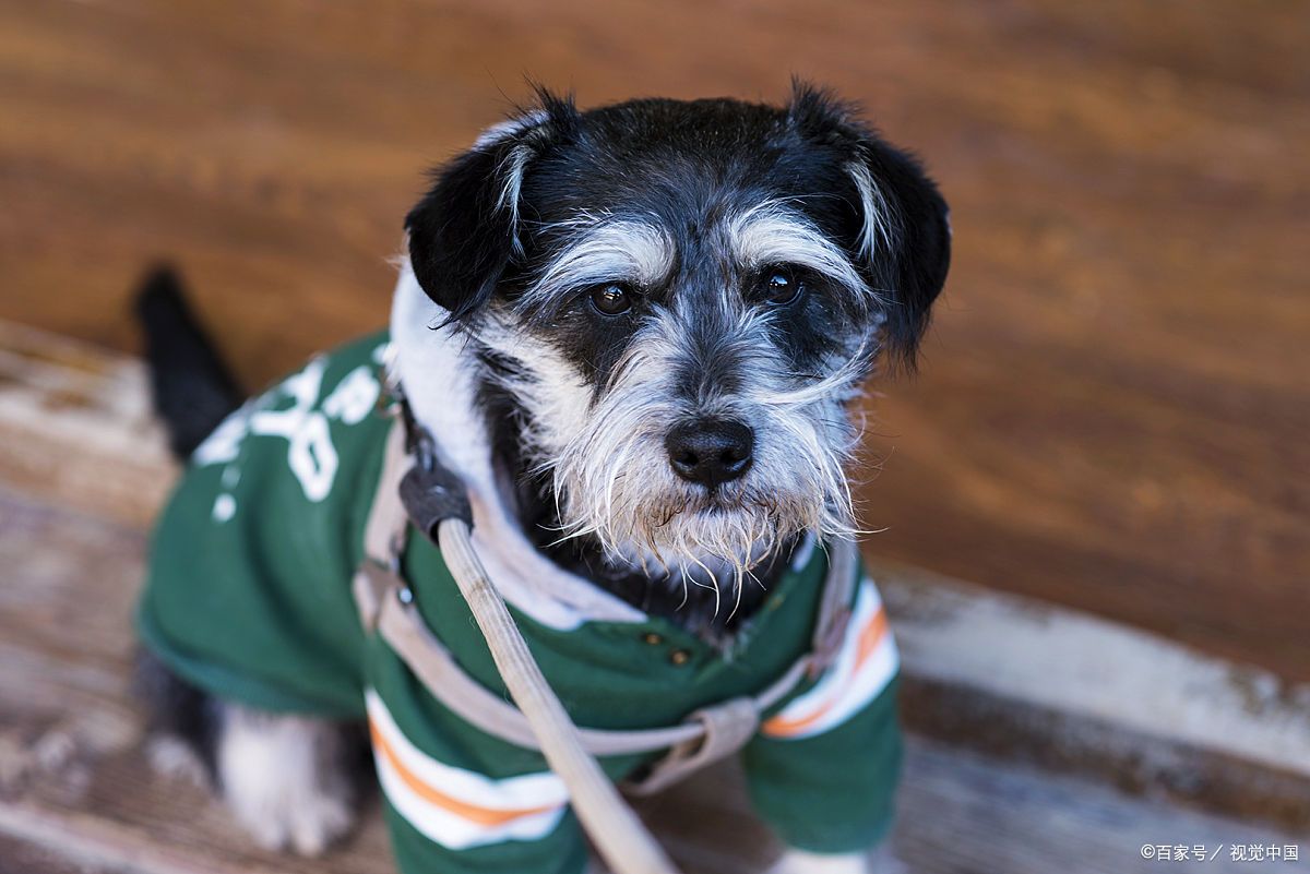 怎么知道雪纳瑞已经认你为主人了?