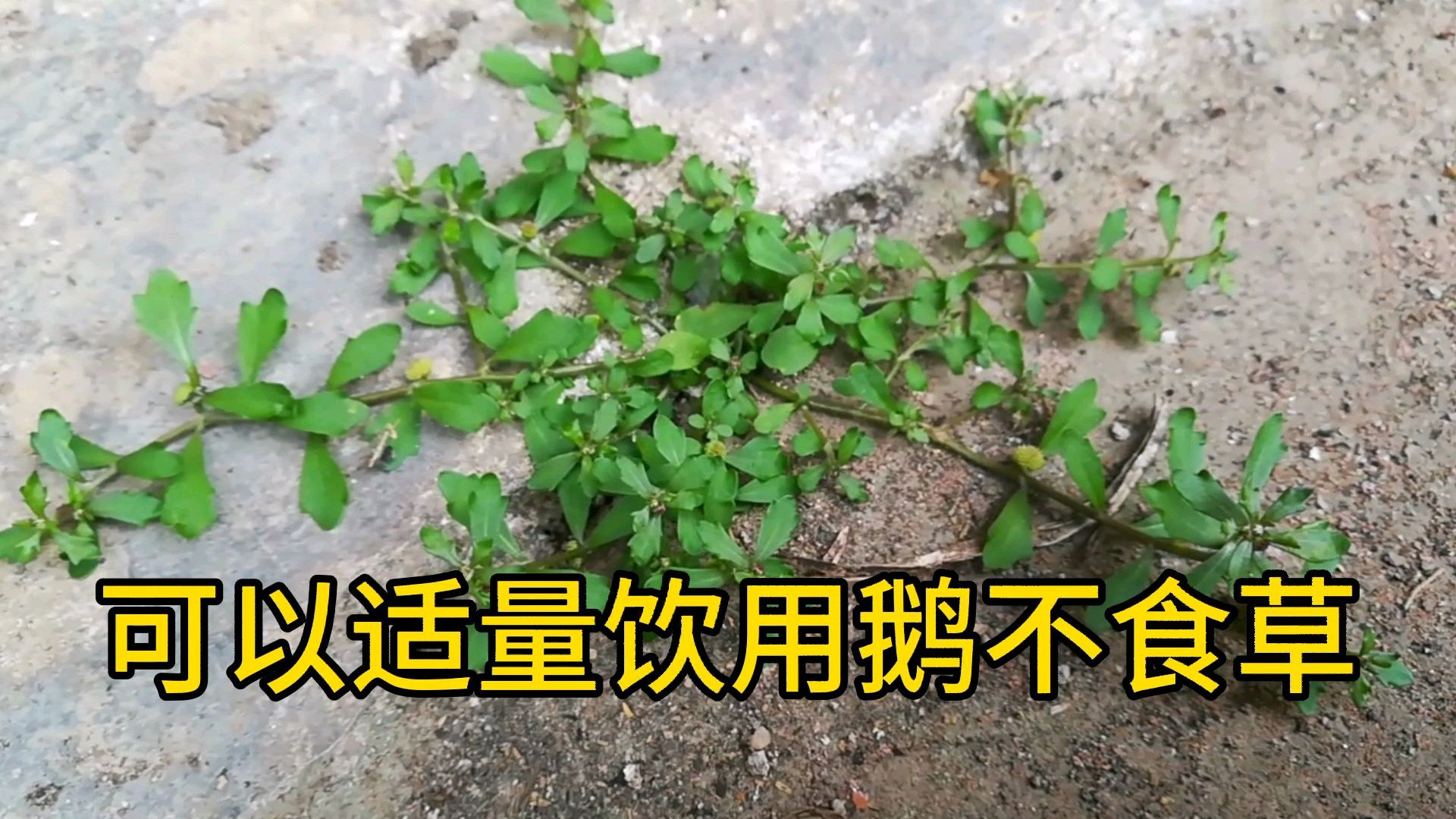 在旧家发现的中草药,它的药用价值非常大,可惜农村人不知道