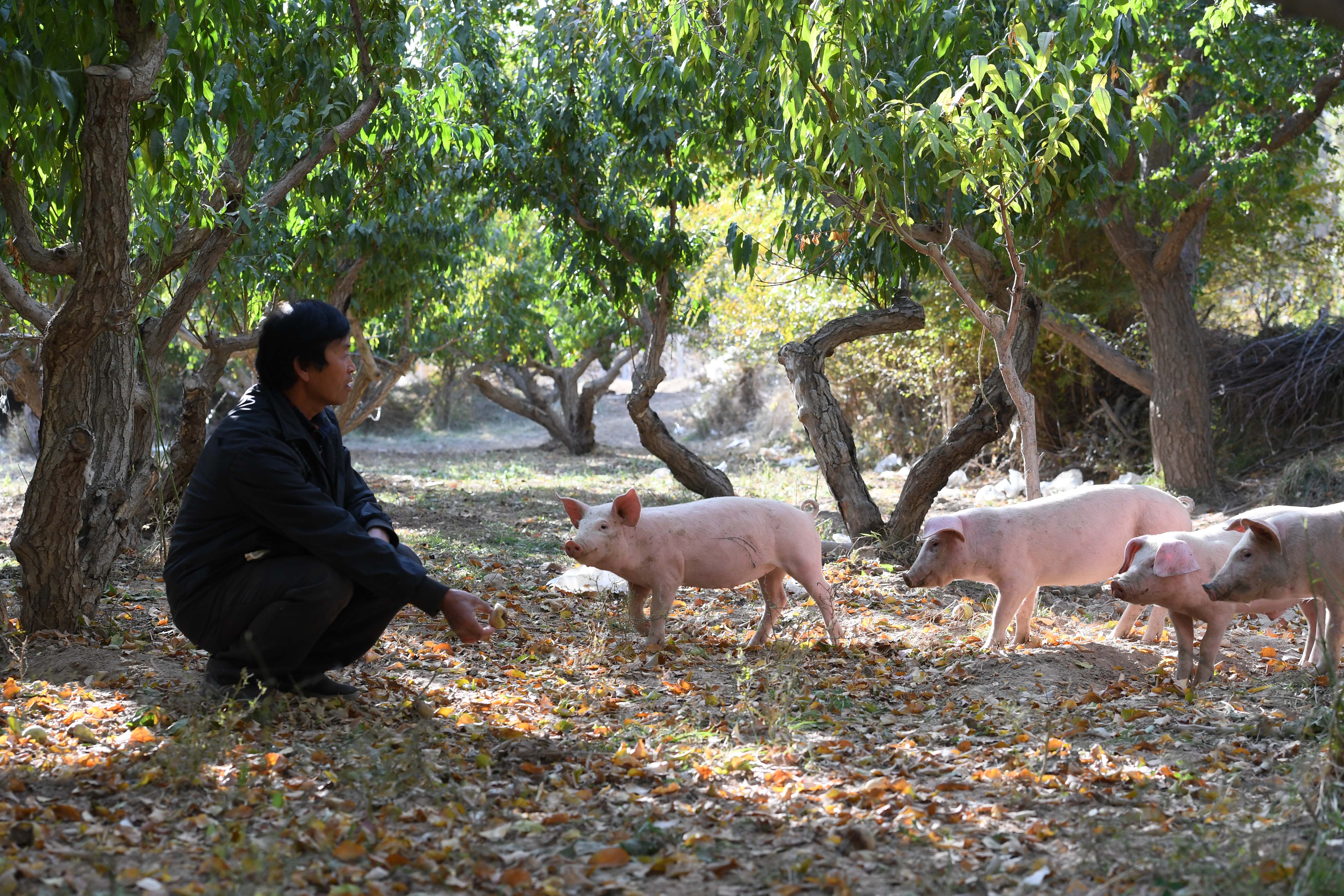 甘肃敦煌:林下养殖效益好(4)