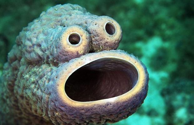神奇的海洋世界——长得像猪的鱼,忧伤的鱼,还有"海绵宝宝"?