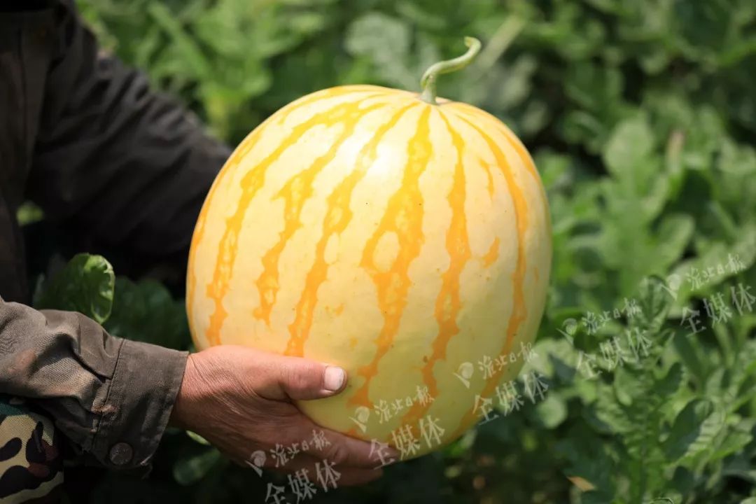 黄皮黄瓤的西瓜你吃过吗?淮北就有,不是天方夜谭哟