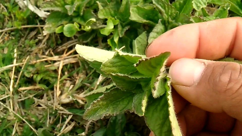 又困又累咋办,你采农村路边野草一片叶闻一下,提神醒脑解疲劳