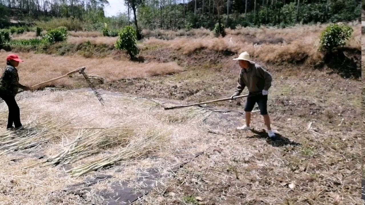 三十度高温下打油菜籽,把脸都晒红了,做农民真辛苦