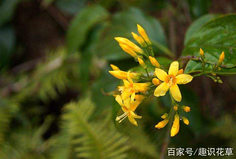 为什么小龙女要把断肠草放在悬崖边上，也不跟杨过提解毒的事?的简单介绍