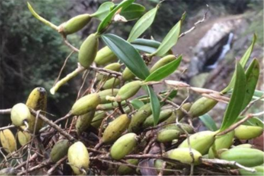 橄榄石橄榄 - 2020年最新商品信息聚合专区 - 百度爱采购