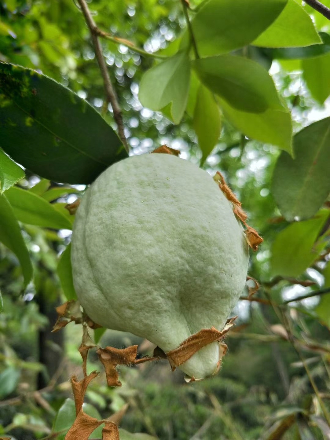 吃过茶桃的人不一定吃过茶桃炒腊肉?
