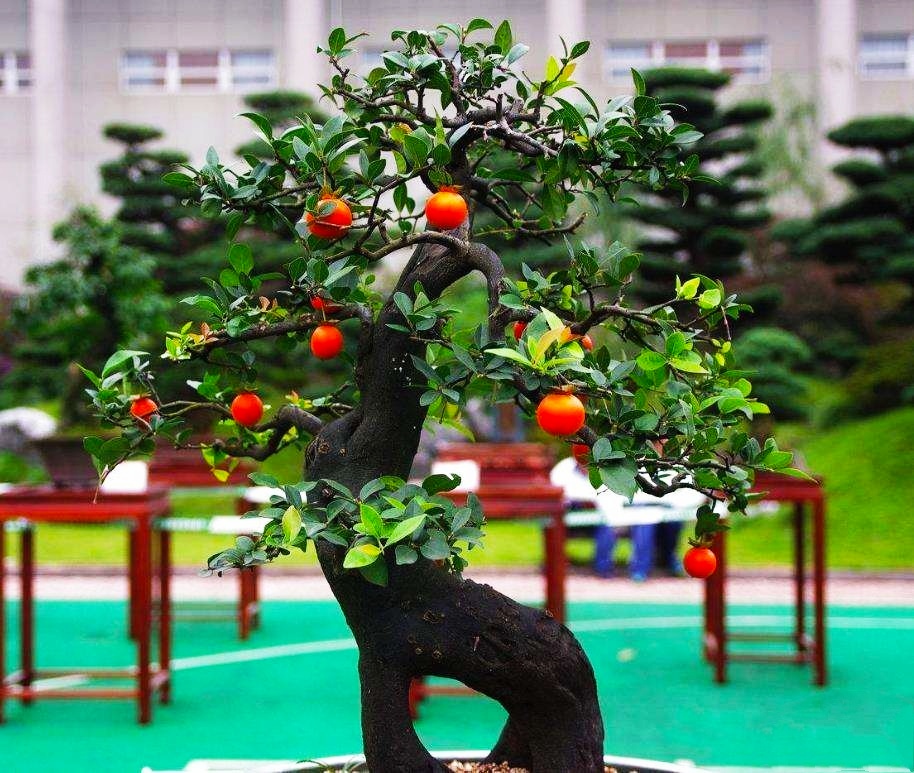 老鸦柿盆景这样养护管理,不仅挂果多,而且长得又旺