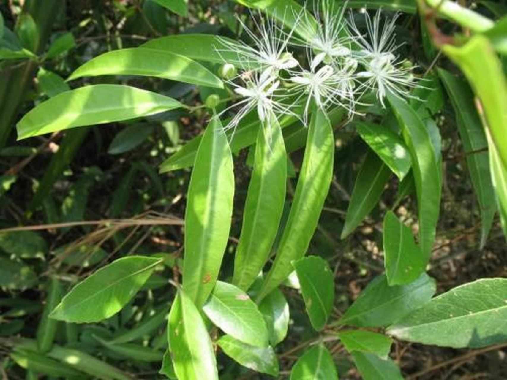 科普知识竞赛#独行千里,中药名.为白花菜科植物尖叶槌果藤的根及叶.