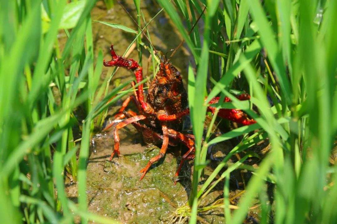 虾- 热门商品专区