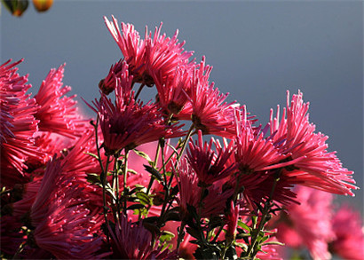 安徽黄山:"徽州紫菊"竞相绽放开园采摘