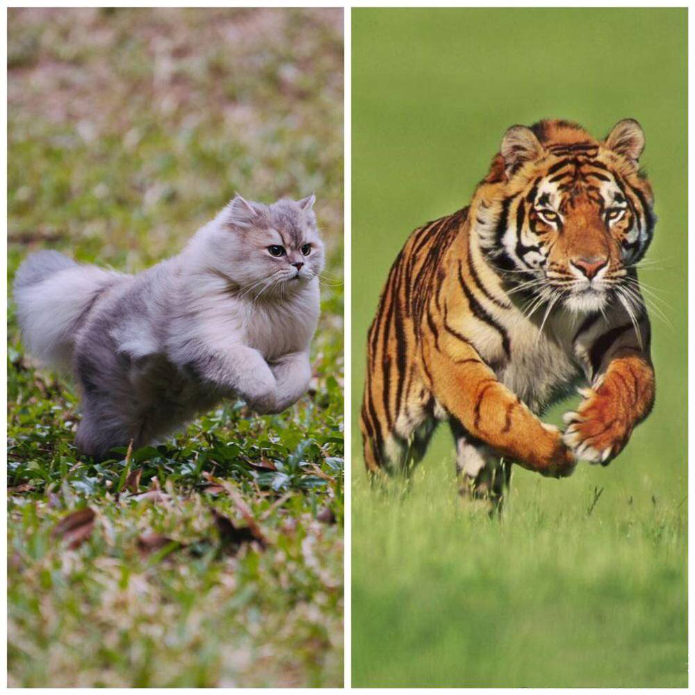 网友拿自家猫咪的萌照和老虎一对比!不得了啦,霸气全开笑喷了