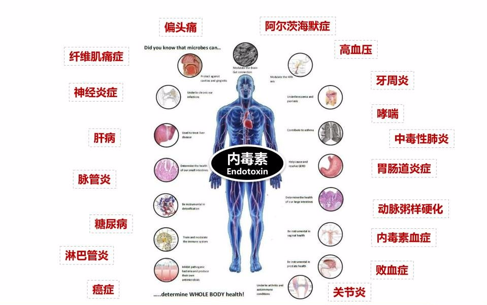 科普丨肠道菌群影响化疗副作用的强弱程度