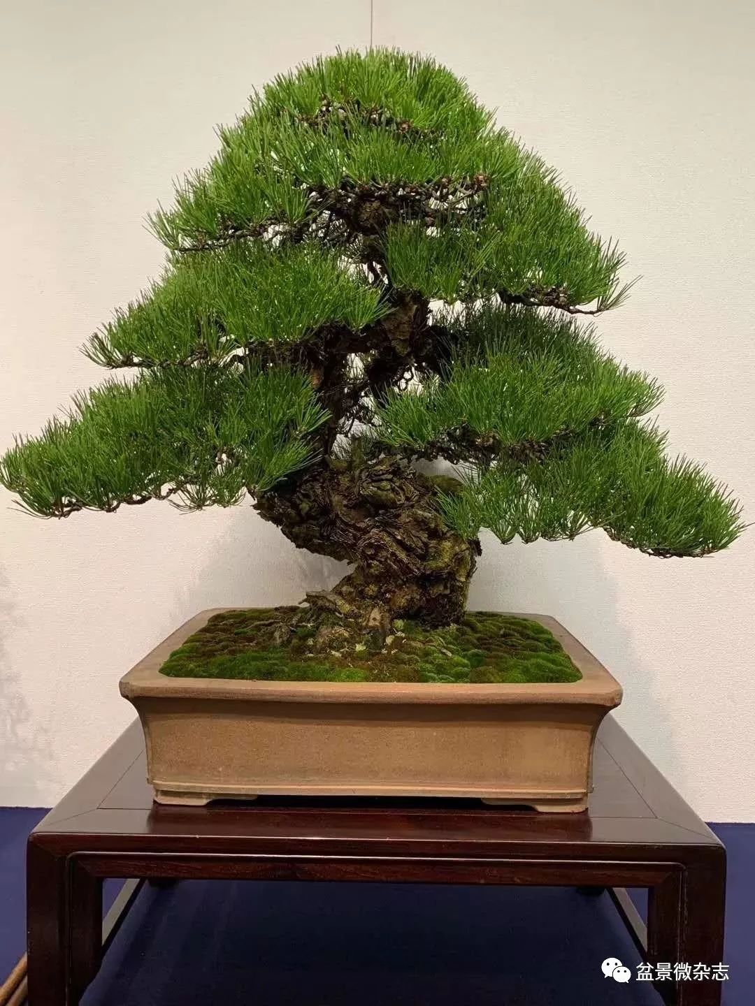 「戴口罩看盆景展」抢先观赏2020年日本第94回国风盆栽展精品