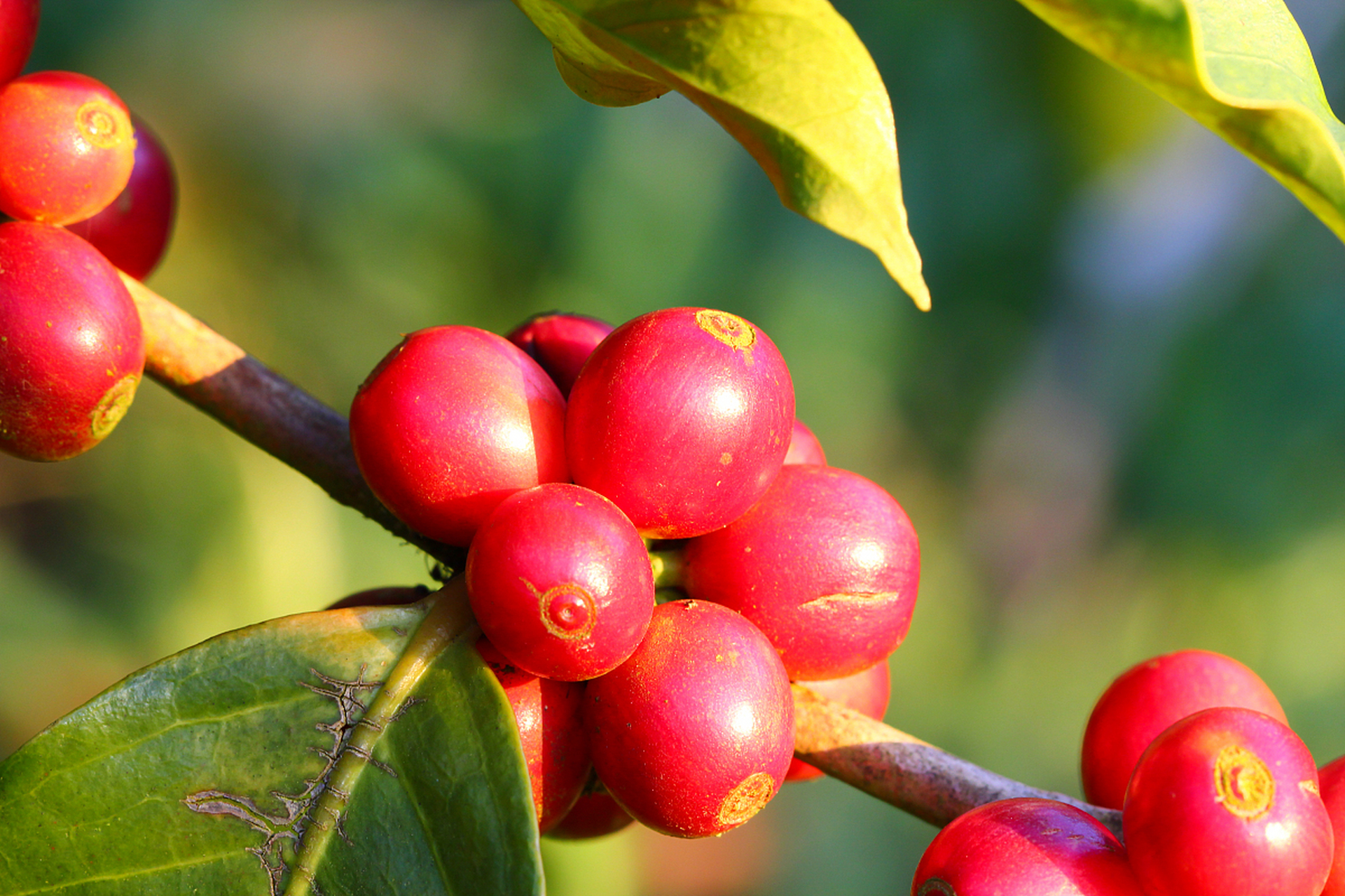 植物小知识(44)神秘果能让你吃啥都是甜的 神秘果的故乡在非洲西部的