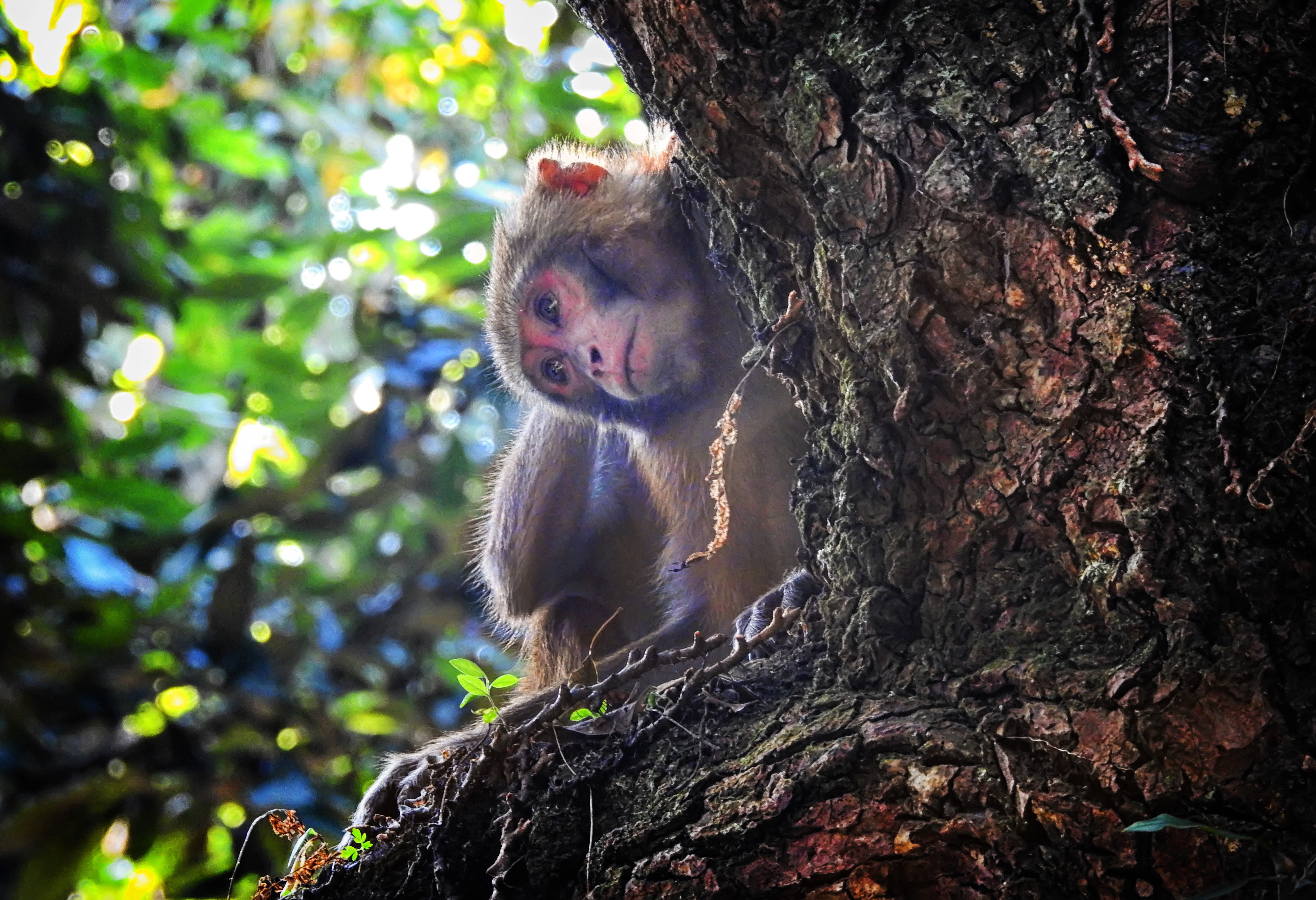 人猴对峙——雪山之城的热带丛林邂逅外国美猴王