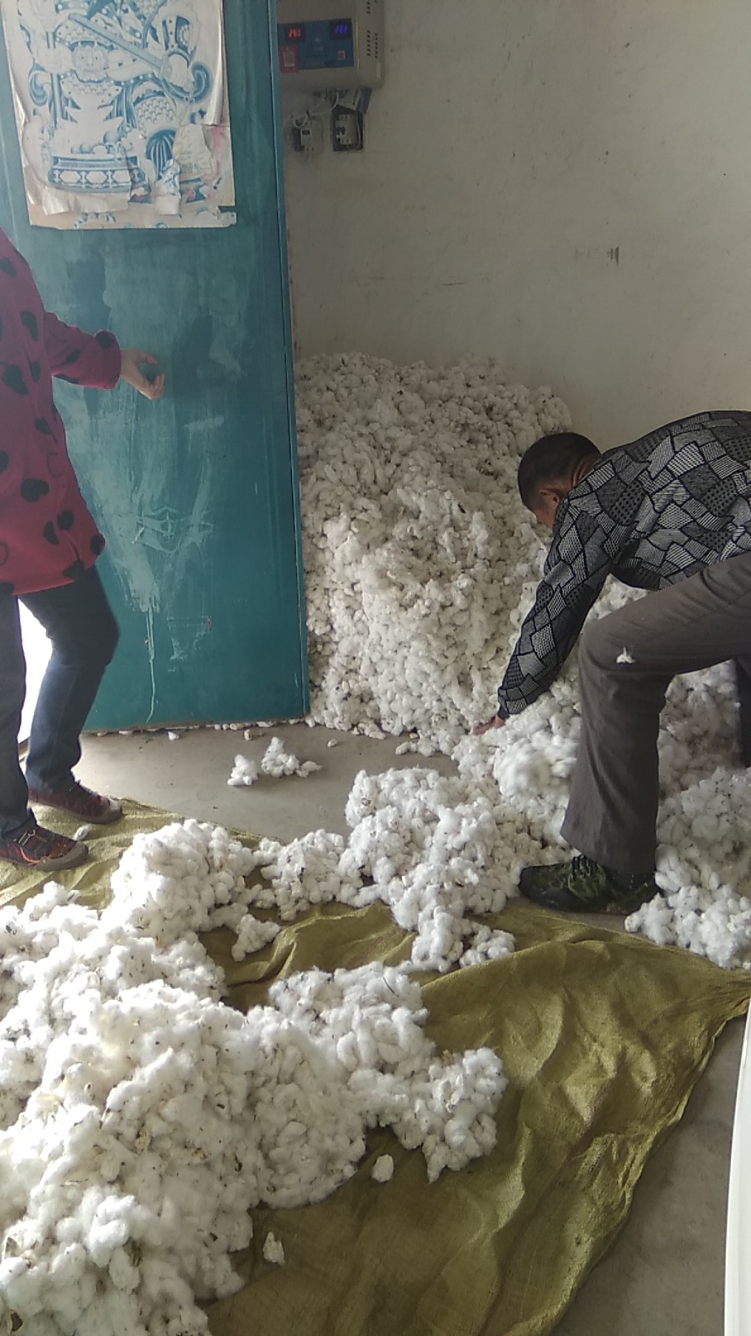 小小一包棉种,可以种出好多棉花