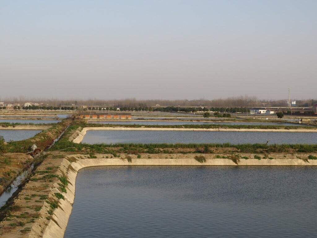 池塘主养,鳜鱼(桂花鱼)成鱼养殖,技术要到位