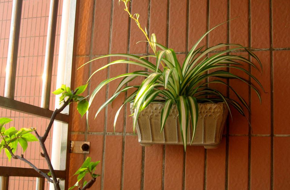 室内如何养好樱花吊兰,掌握以下几点,保你的吊兰爆盆!