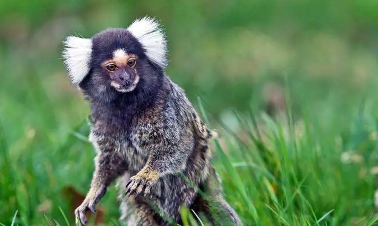 《九十八谈》山海经南山二——长右(16)