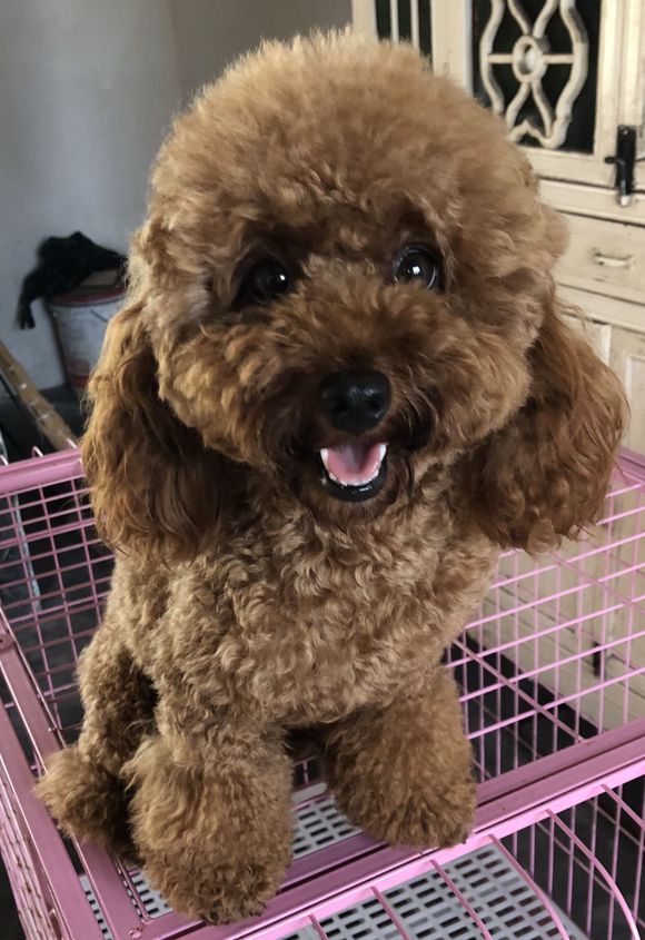 这是一只喜欢笑的泰迪,网友经常叫它是"微笑天使"!