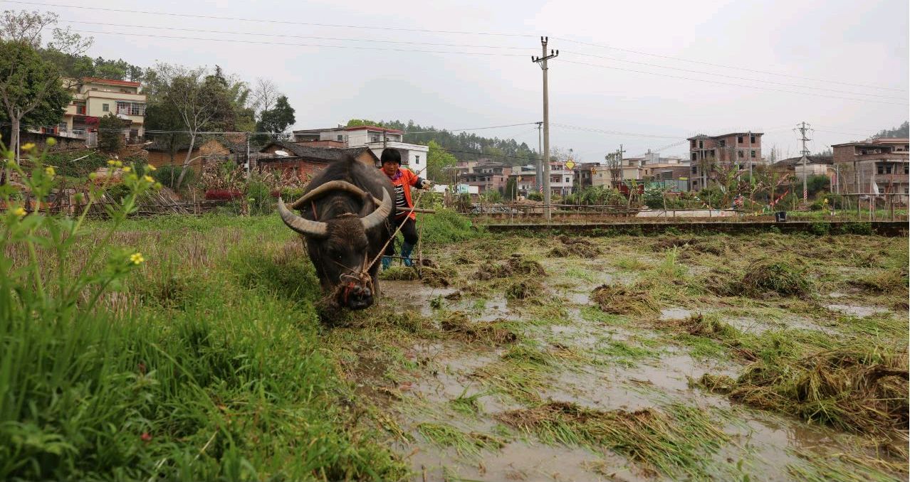 龙川行(九十四)牛耕田,马吃谷