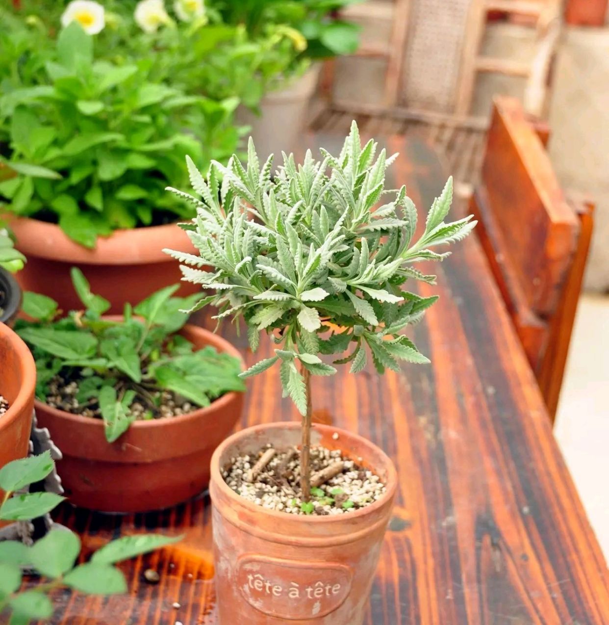 最萌的植物造型——棒棒糖