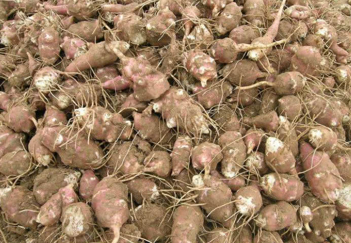 农村这野味,堪称"鬼子姜",种一次5年挖不完,农民想种不敢种