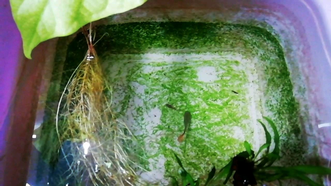 虎毒不吃子,为什么孔雀鱼会吃自己生的小鱼!带大家去了解一下